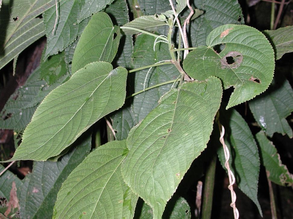 Acalypha villosa leaf