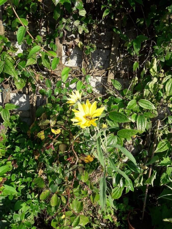Helianthus strumosus — houseplant care guide