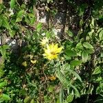 Helianthus strumosus