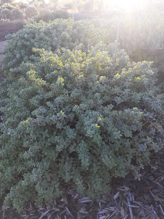 Salvia africana-lutea habit