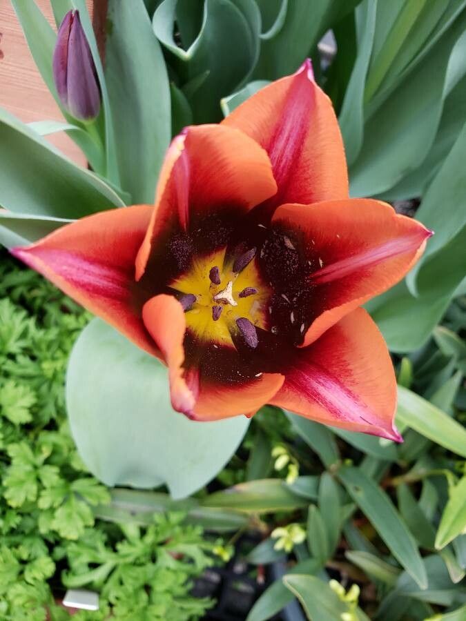 Tulipa spp. flower