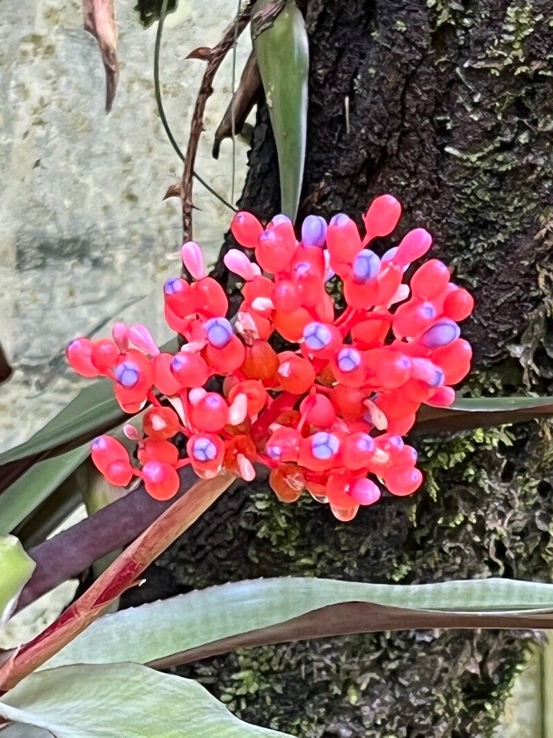 Aechmea weilbachii fruit