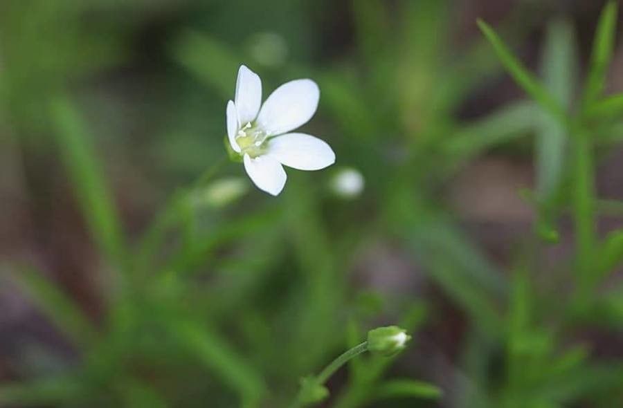 Moehringia pendula flower