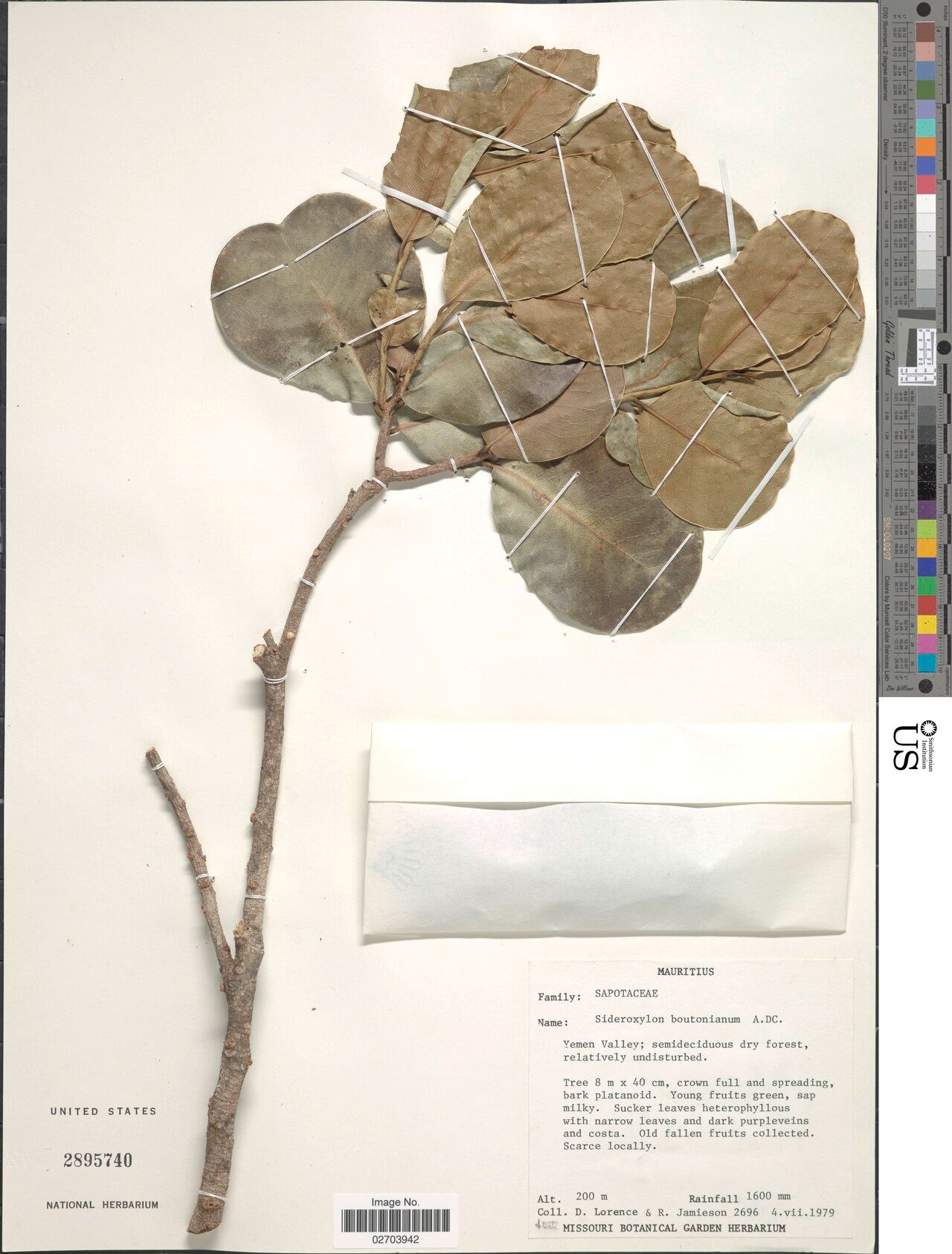 Sideroxylon boutonianum — related species from the same genus