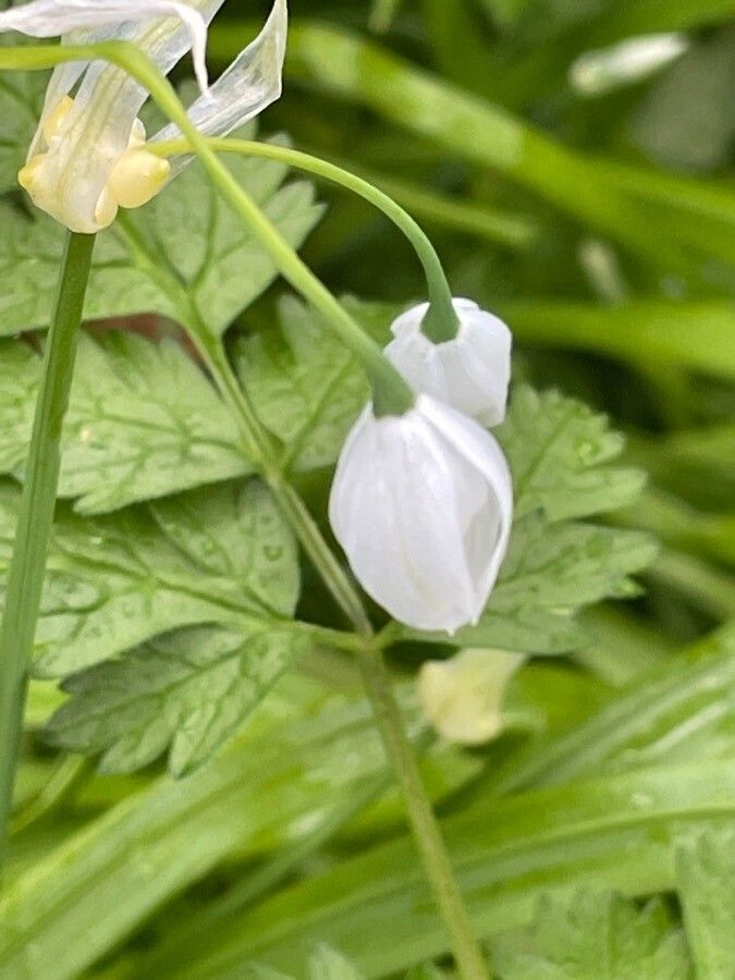 Allium paradoxum flower