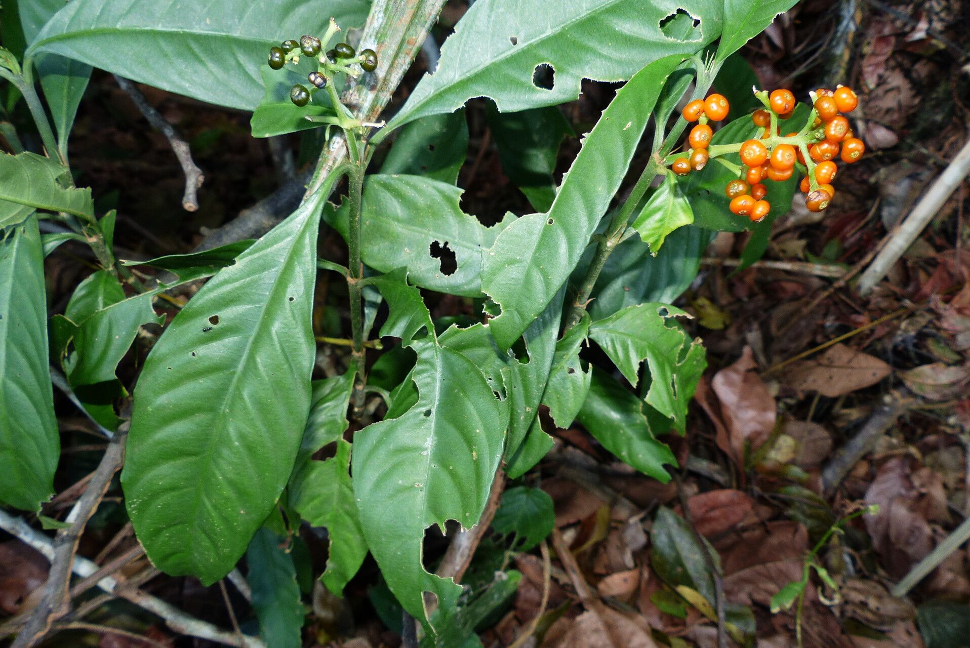 Palicourea racemosa fruit