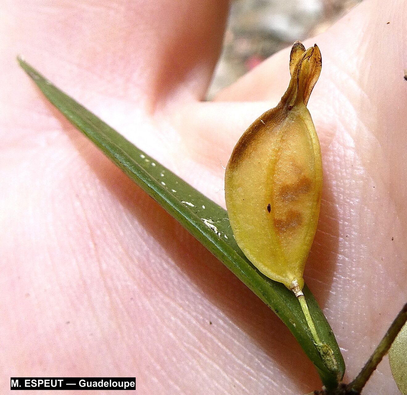 Acianthera angustifolia fruit
