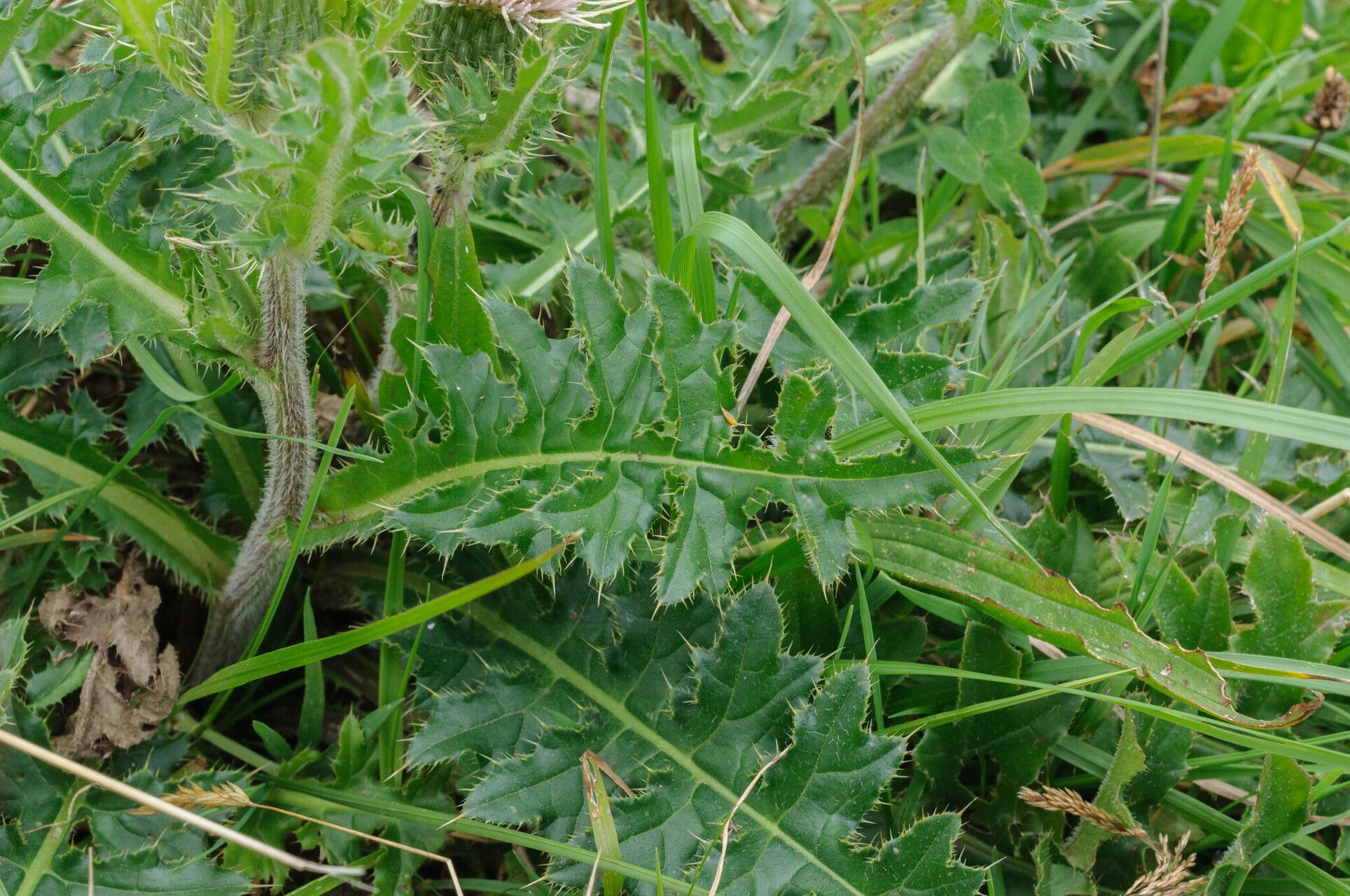 Cirsium × rigens — search result for 'Cirsium'