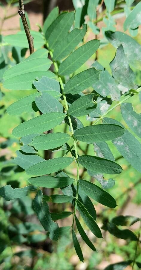 Sesbania virgata — search result for 'Sesbania'