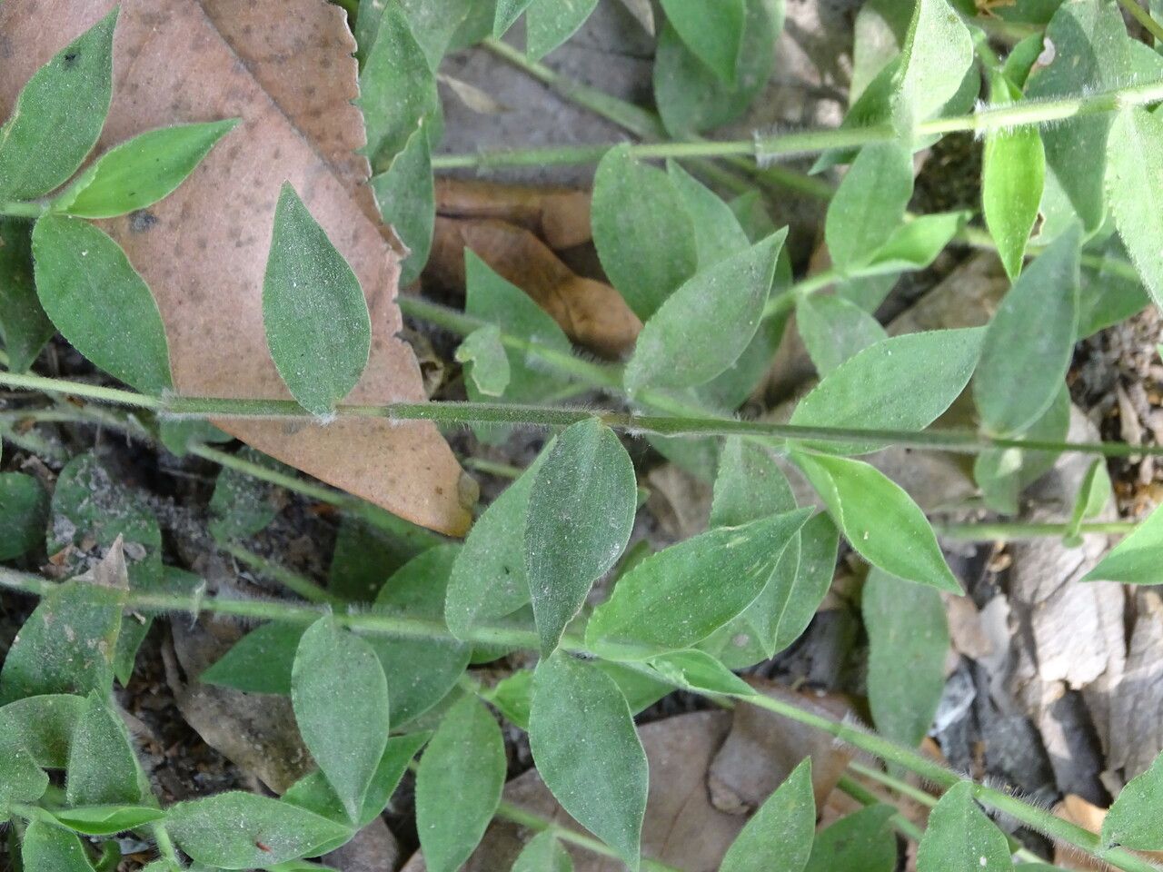 Oplismenus burmannii bark