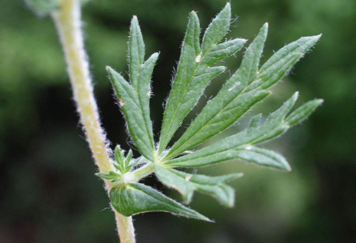 Potentilla inaperta — houseplant care guide