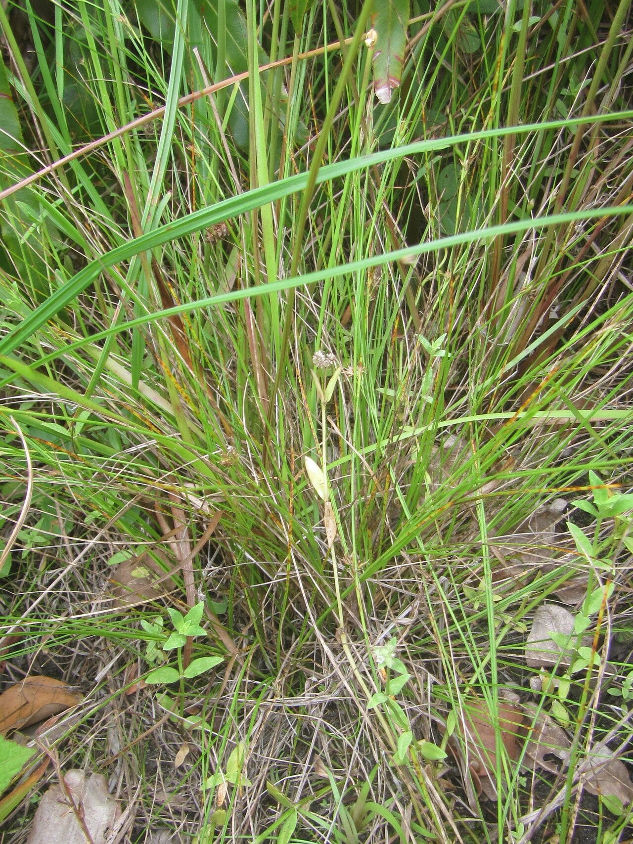 Rhynchospora perrieri habit