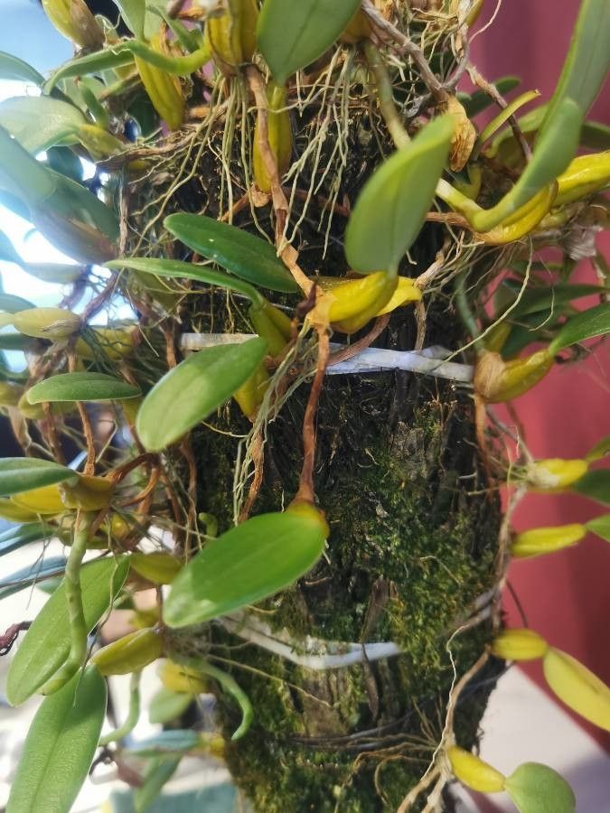 Bulbophyllum ngoyense — search result for 'Bulbophyllum'