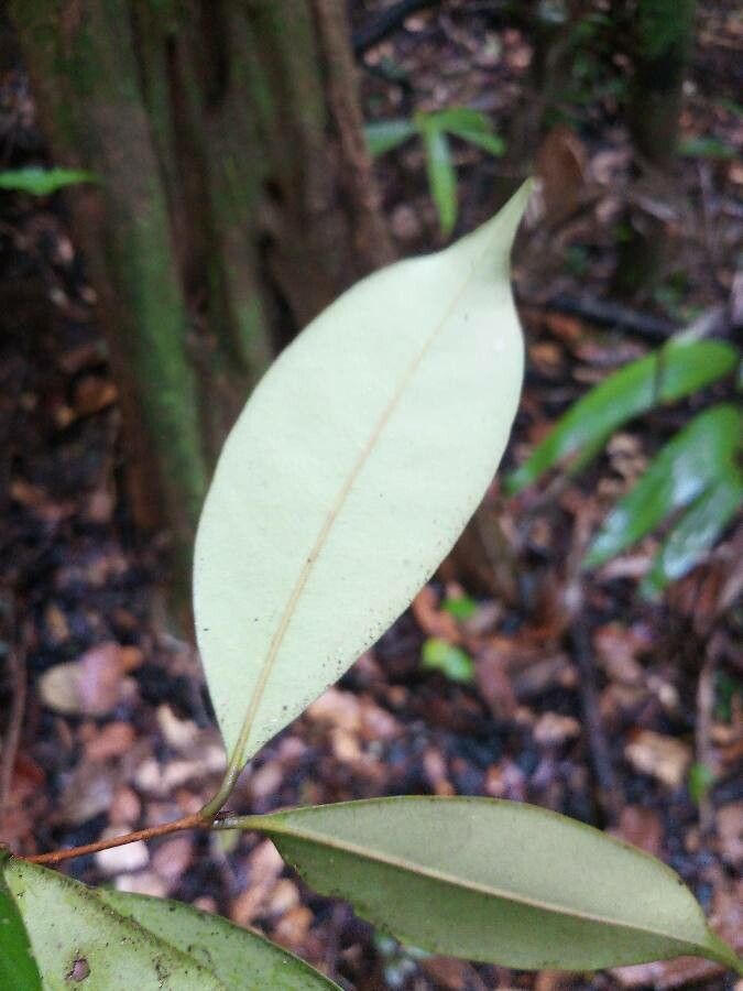 Eugenia albicans leaf