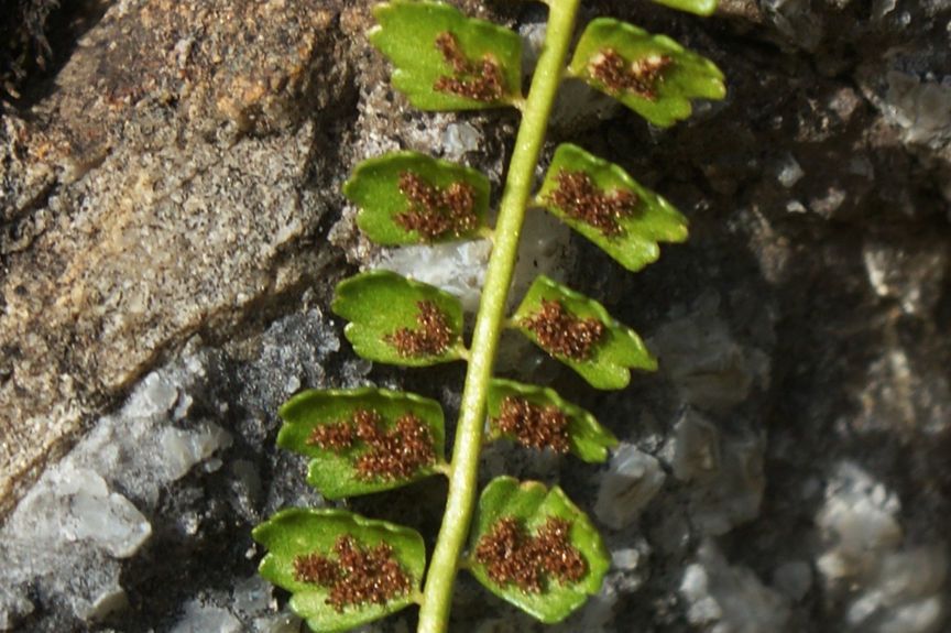 Asplenium trichomanes-ramosum flower