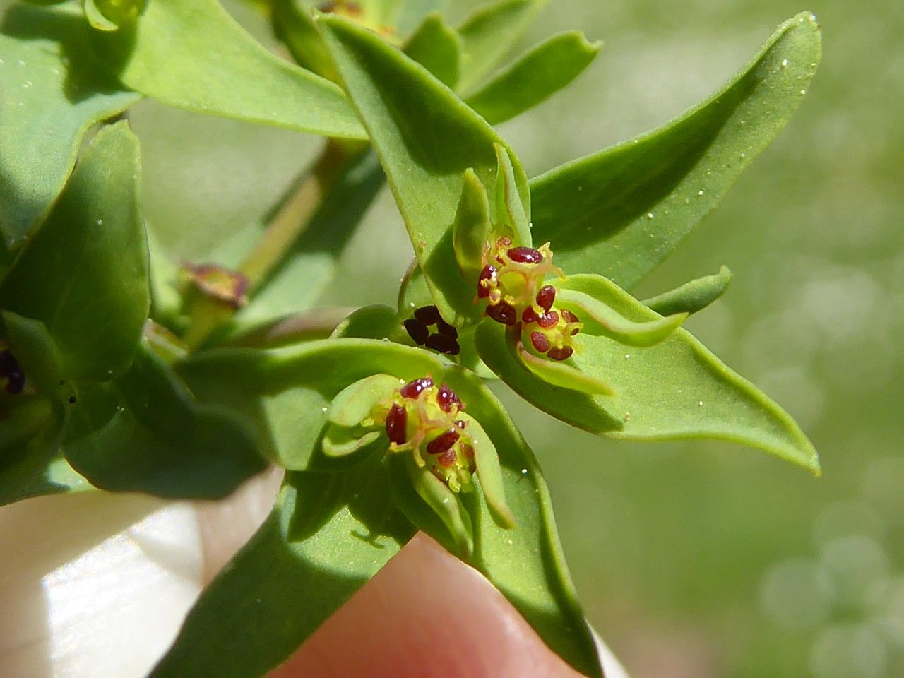 Euphorbia exigua leaf