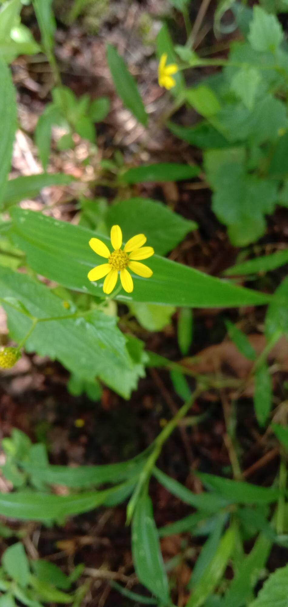 Senecio bombayensis flower