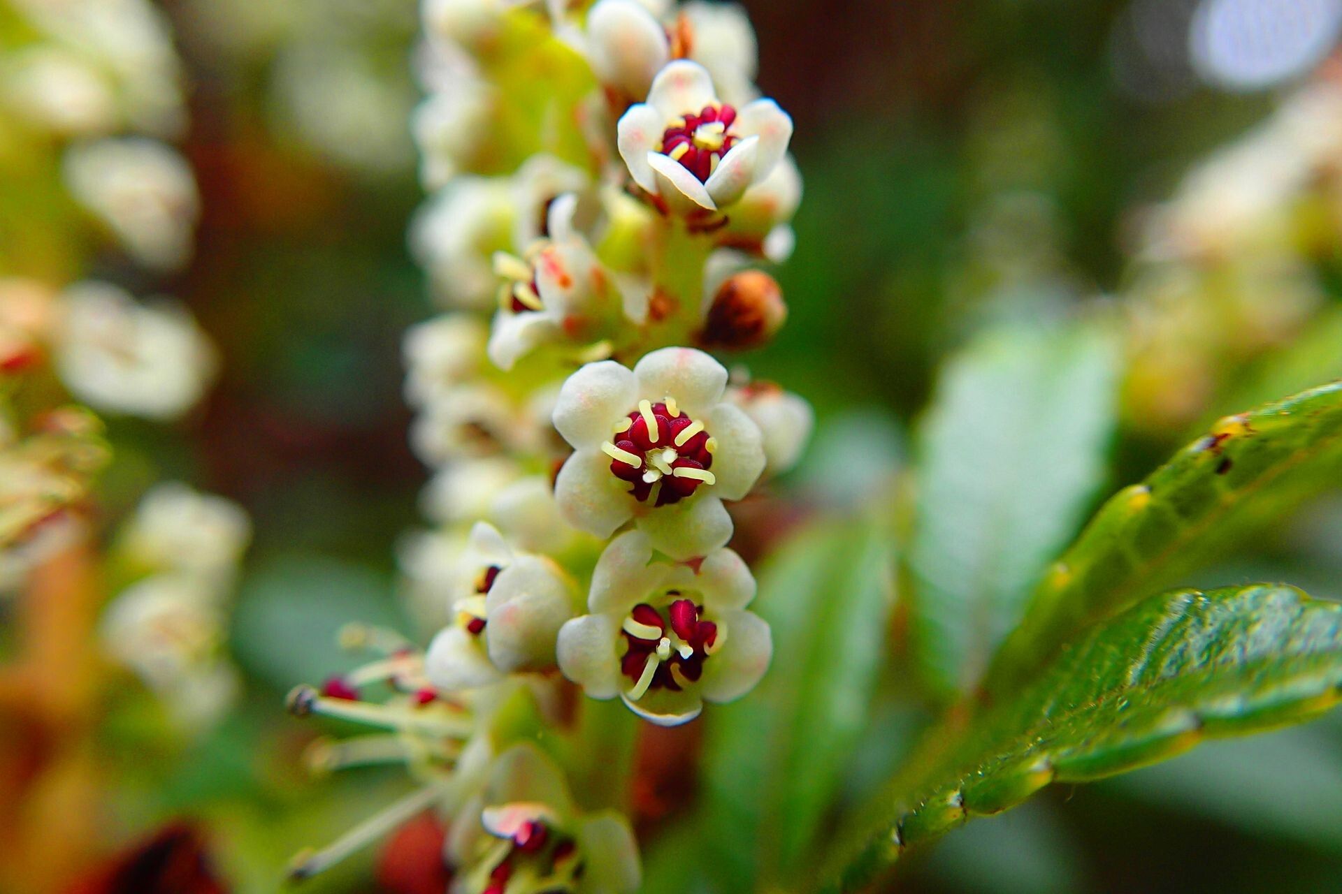 Cunonia varijuga flower