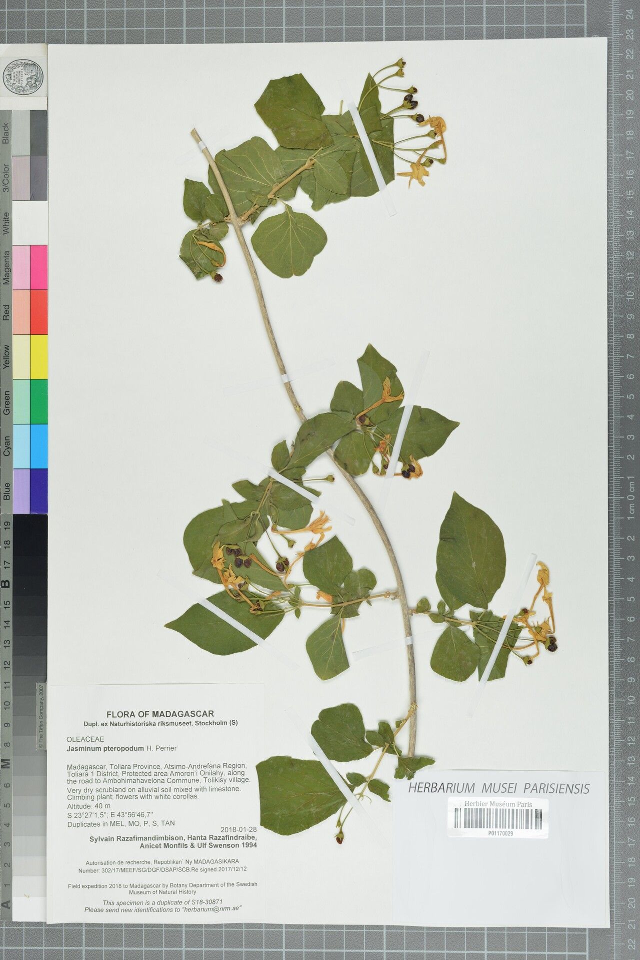 Jasminum pteropodum — houseplant care guide