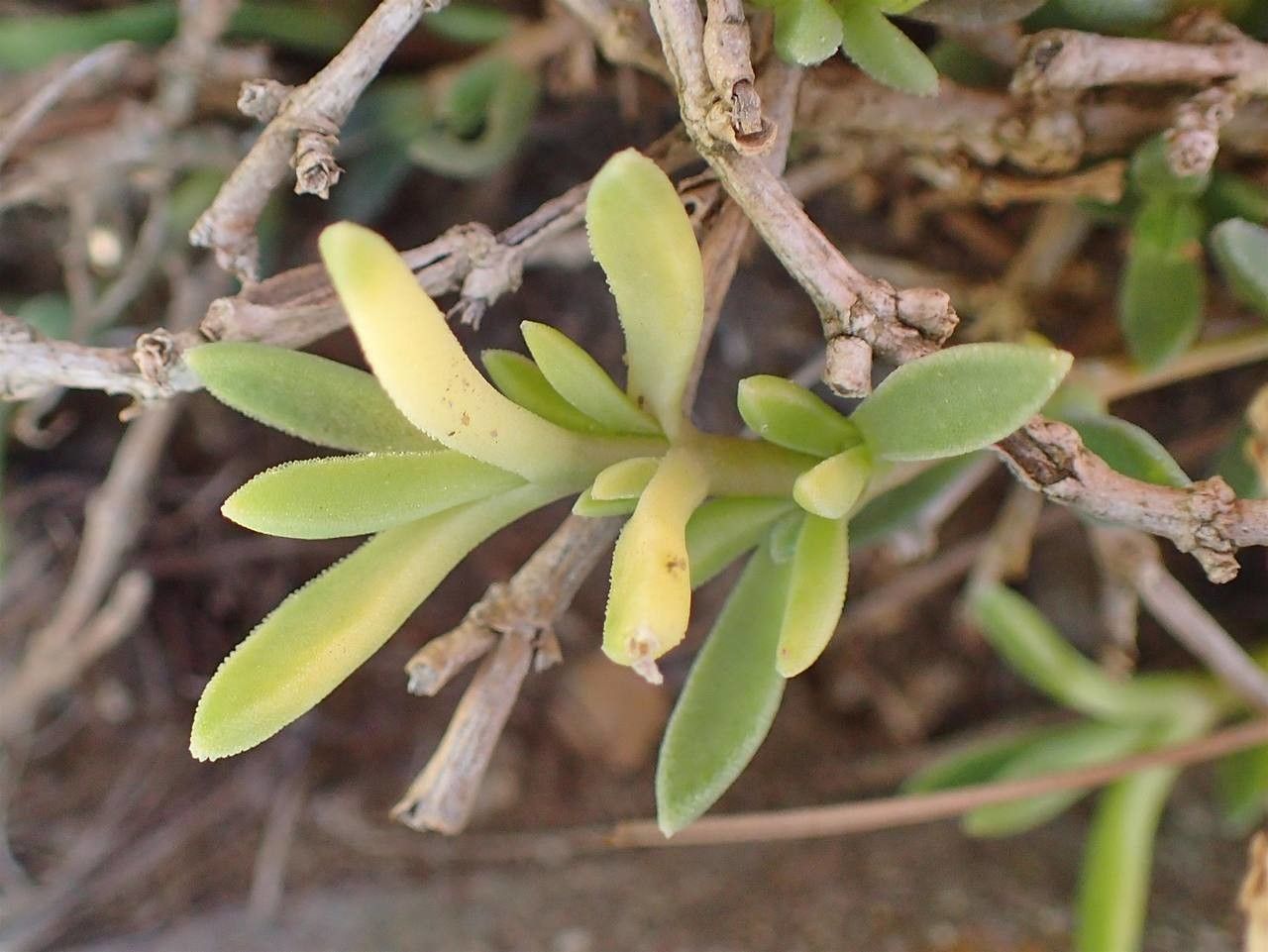Delosperma sutherlandii — search result for 'Aizoaceae'