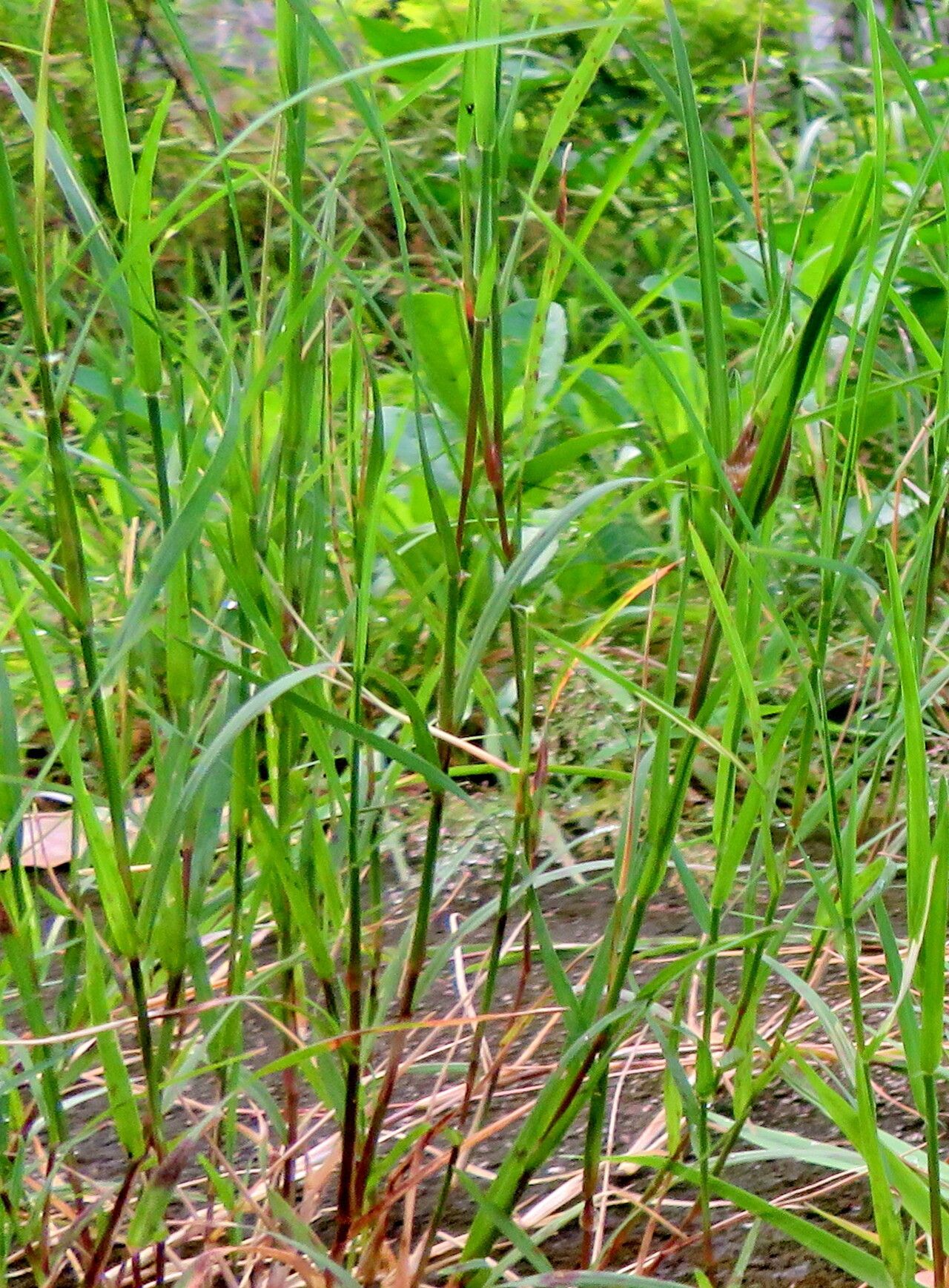 Hemarthria altissima — houseplant care guide