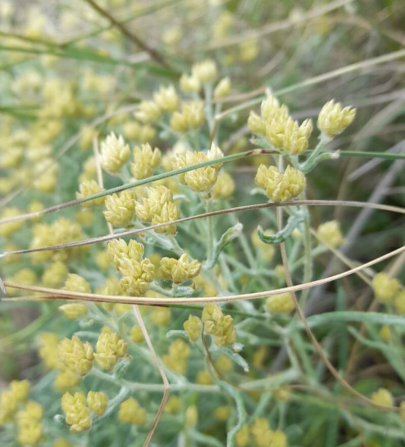 Achyrocline flaccida flower