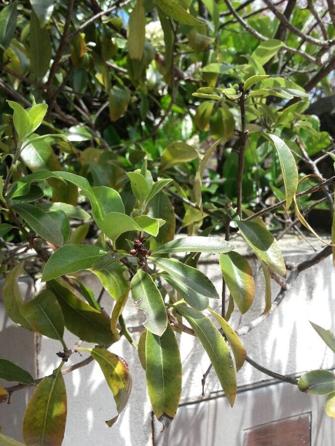 Galpinia transvaalica — houseplant care guide