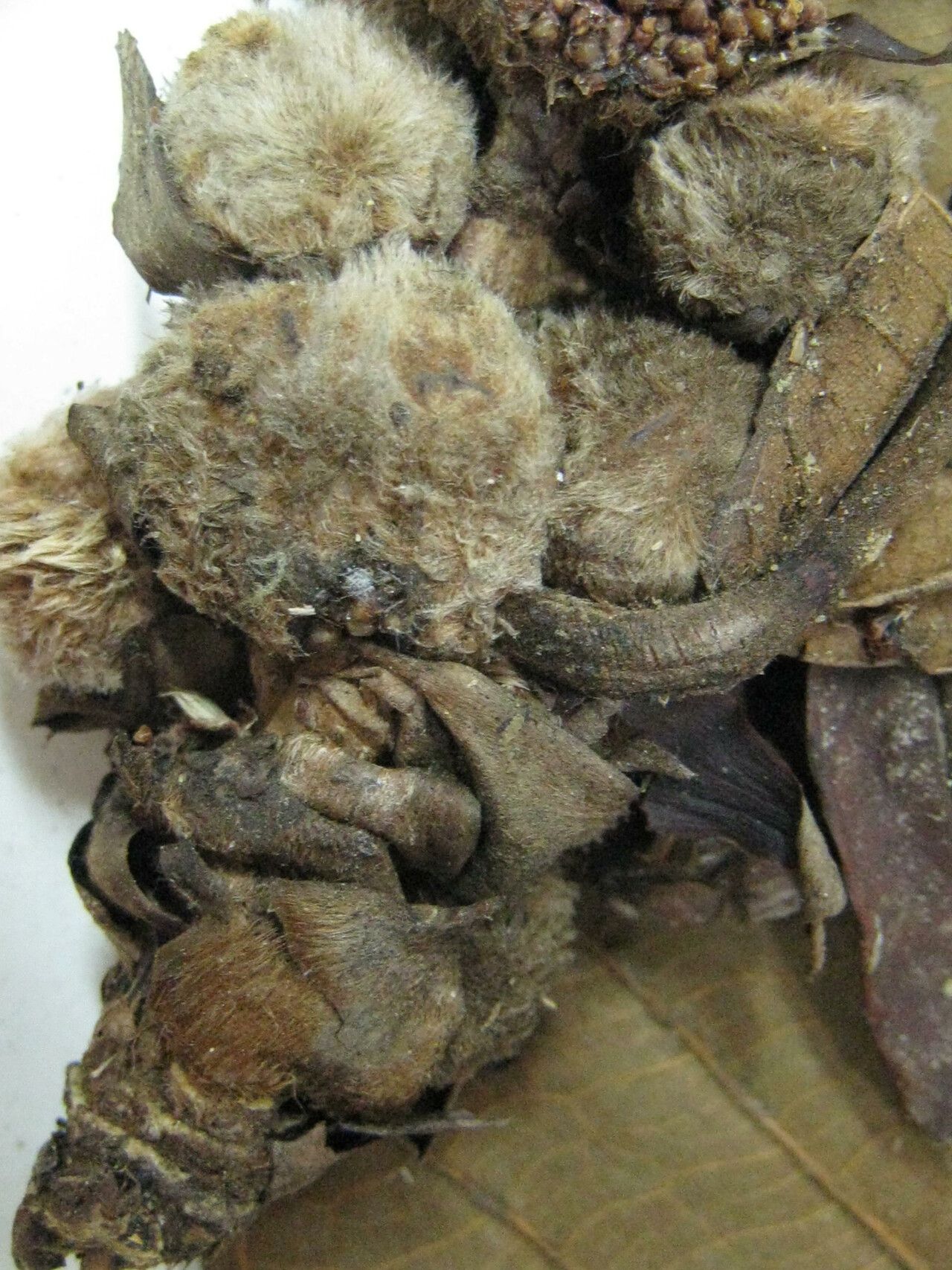 Ficus panurensis — search result for 'Suriname'