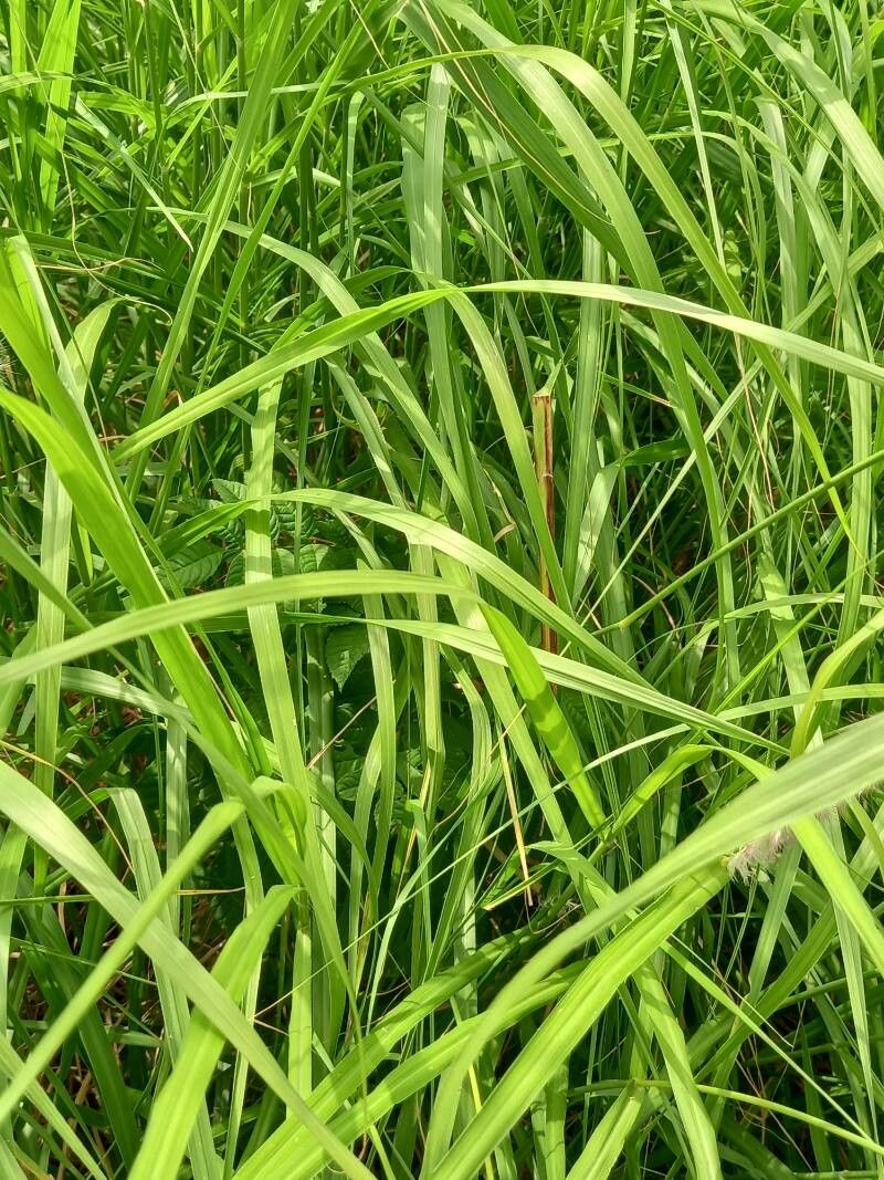 Cenchrus purpureus leaf