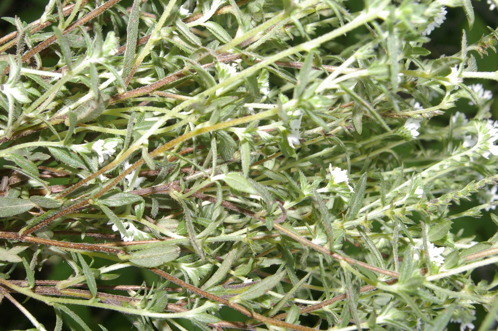 Heliotropium filiforme habit