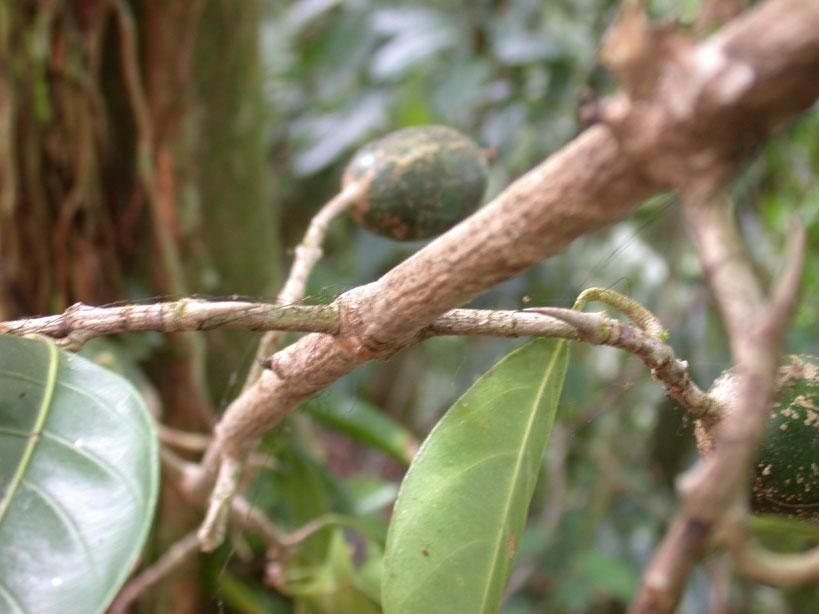 Randia altiscandens bark