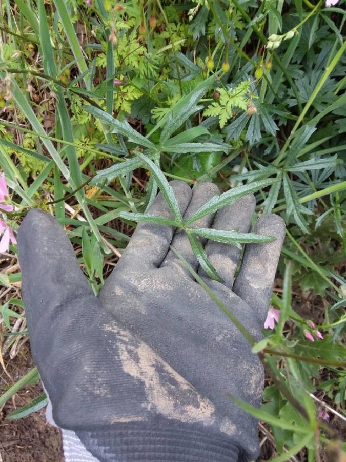 Sidalcea malviflora leaf