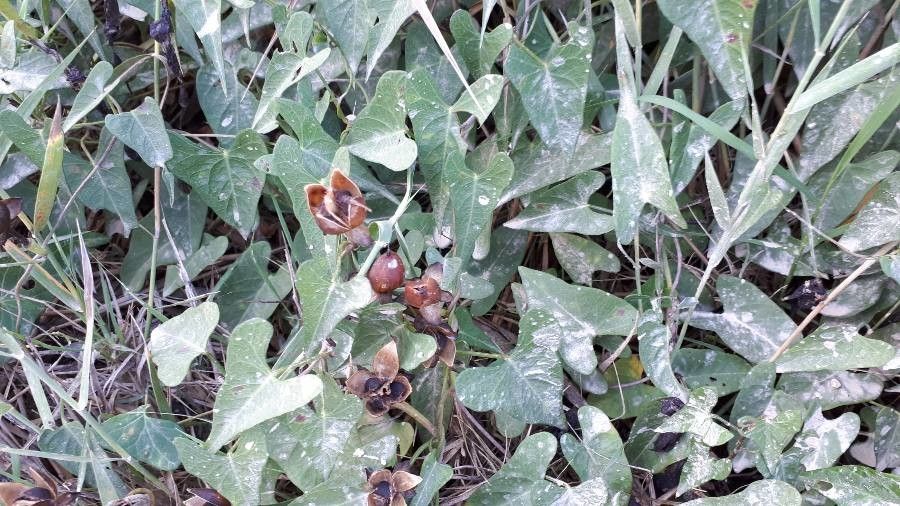 Ipomoea sagittata fruit