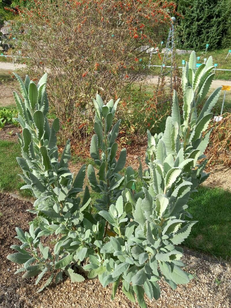 Eriodictyon crassifolium habit