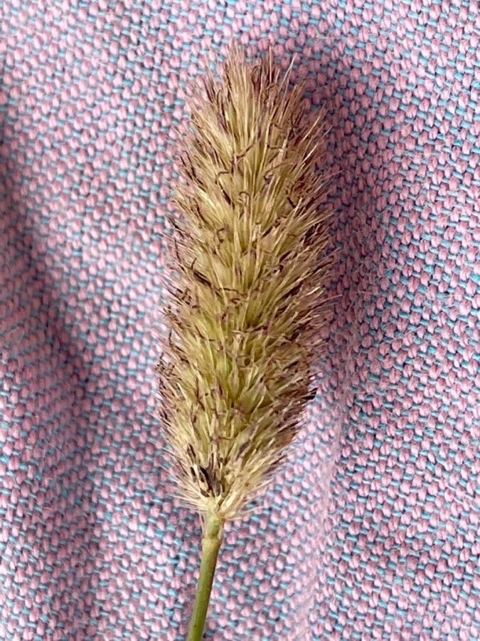 Cenchrus mezianus flower