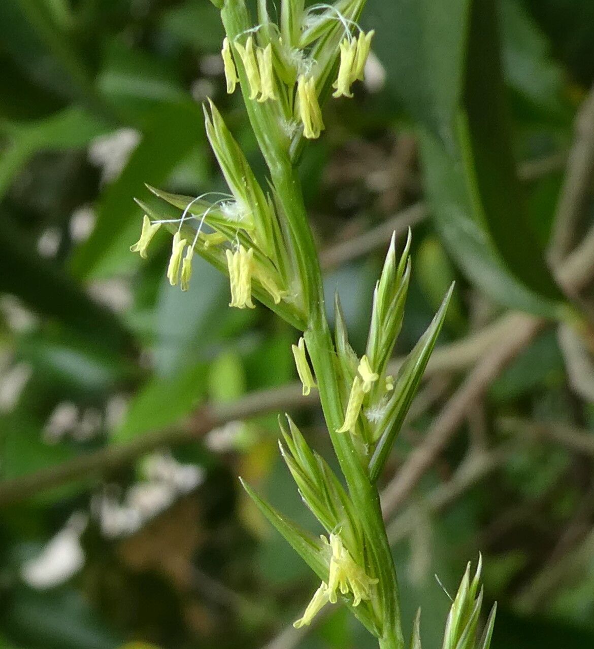 Lolium rigidum flower