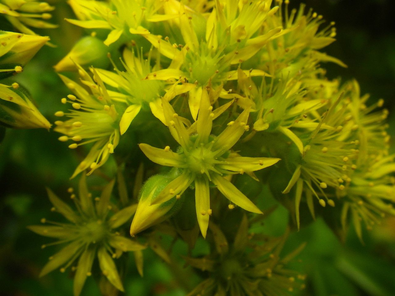 Aeonium cuneatum flower