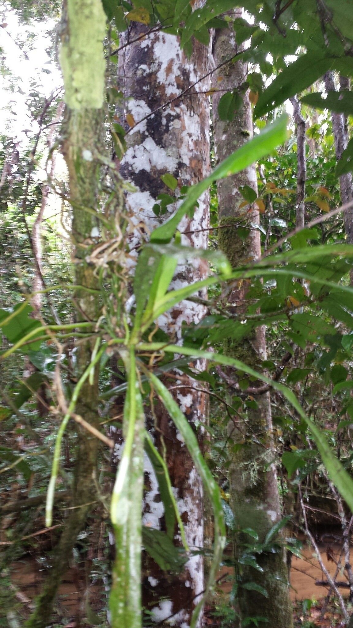 Aeranthes caudata habit