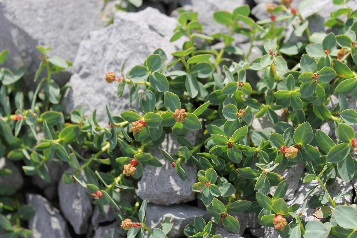 Euphorbia pyrenaica habit