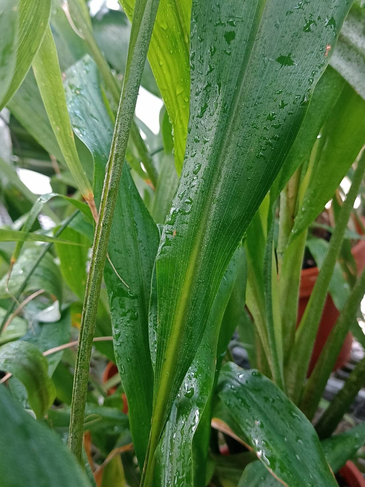 Pitcairnia altensteinii — related species from the same genus