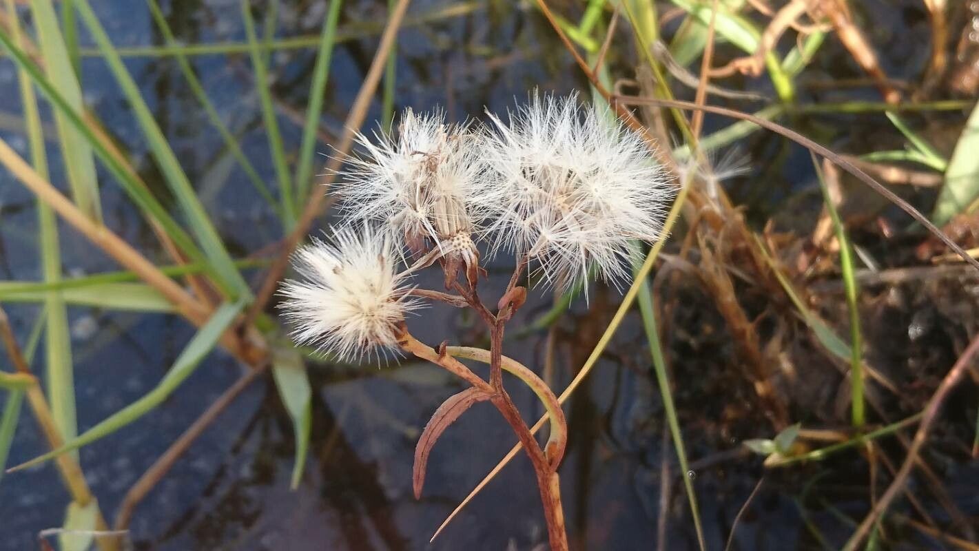 Tripolium pannonicum fruit