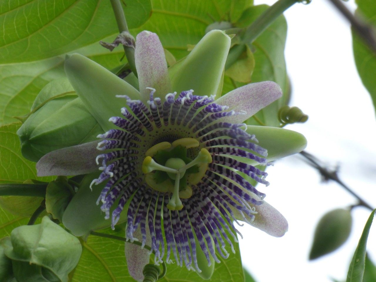 Passiflora ligularis flower