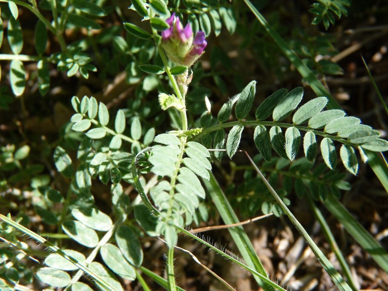 Astragalus onobrychis — search result for 'Onobrychis'