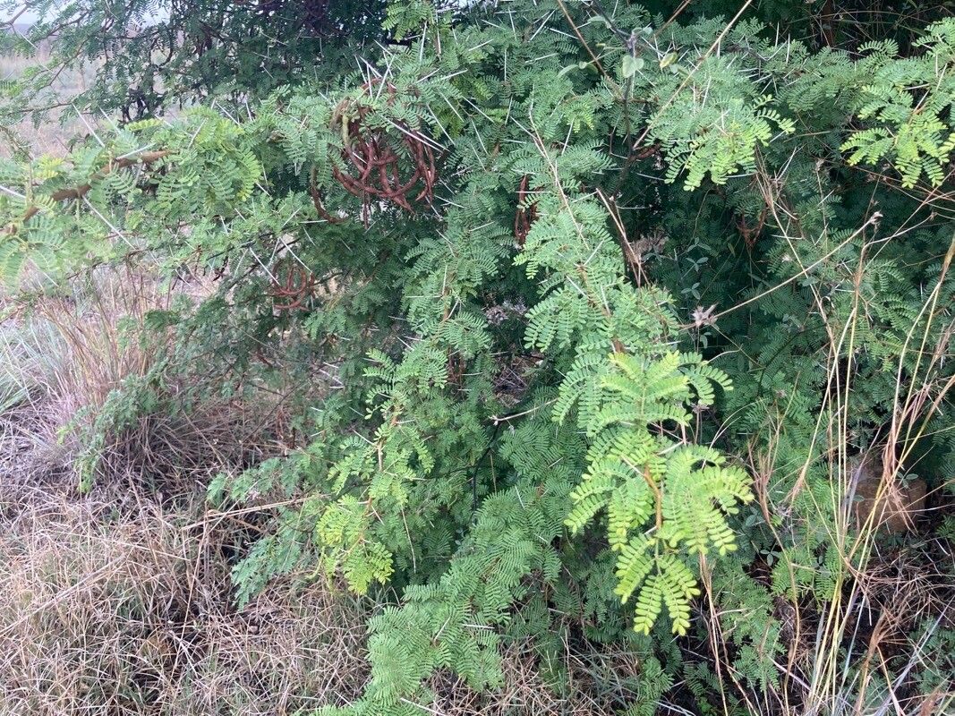 Vachellia karroo — search result for 'Angola'