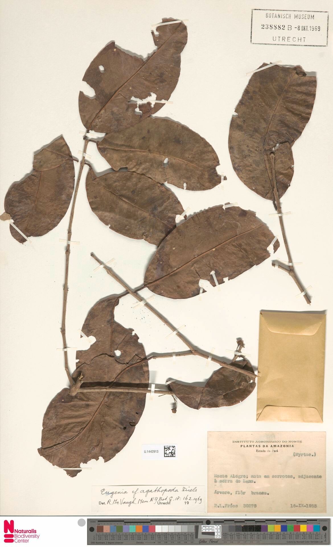 Eugenia agathopoda — houseplant care guide