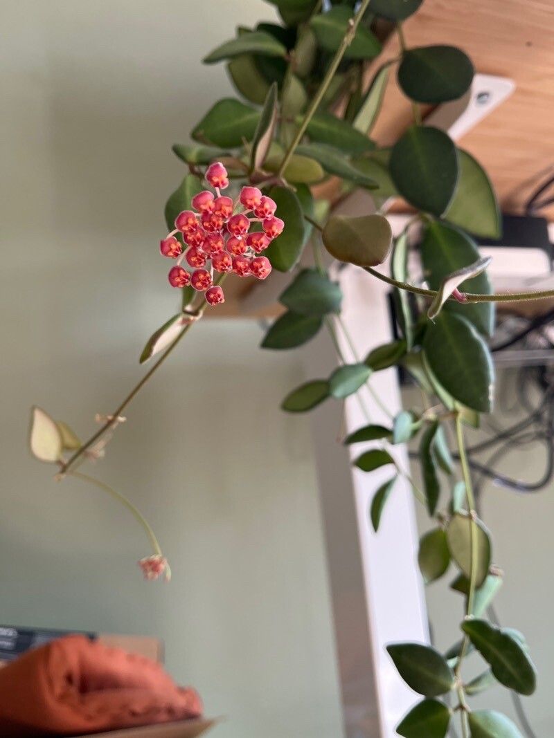 Hoya bilobata flower