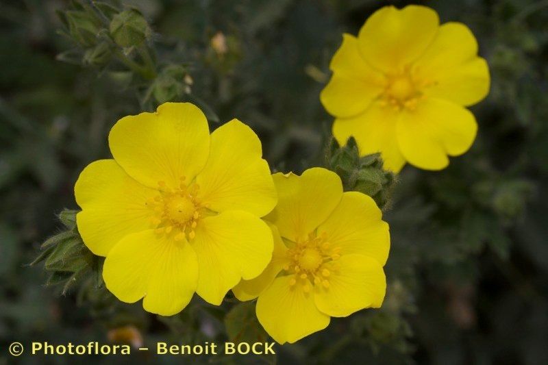 Potentilla hispanica flower