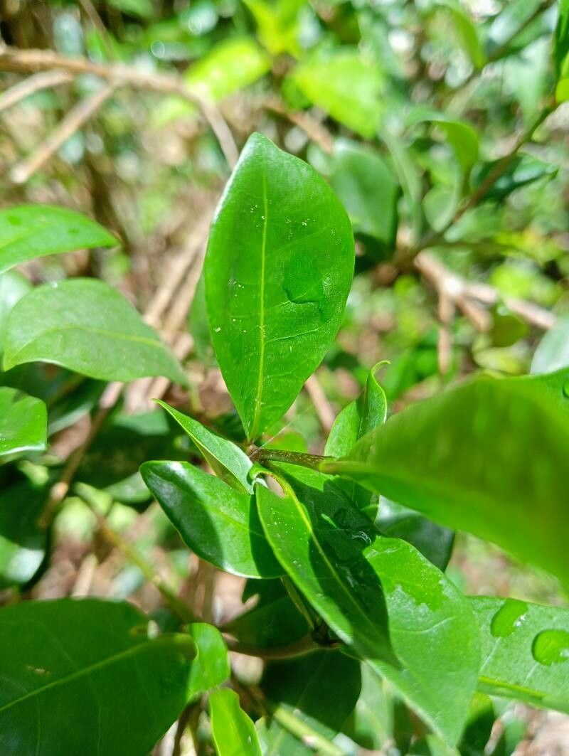 Chassalia perrieri — houseplant care guide