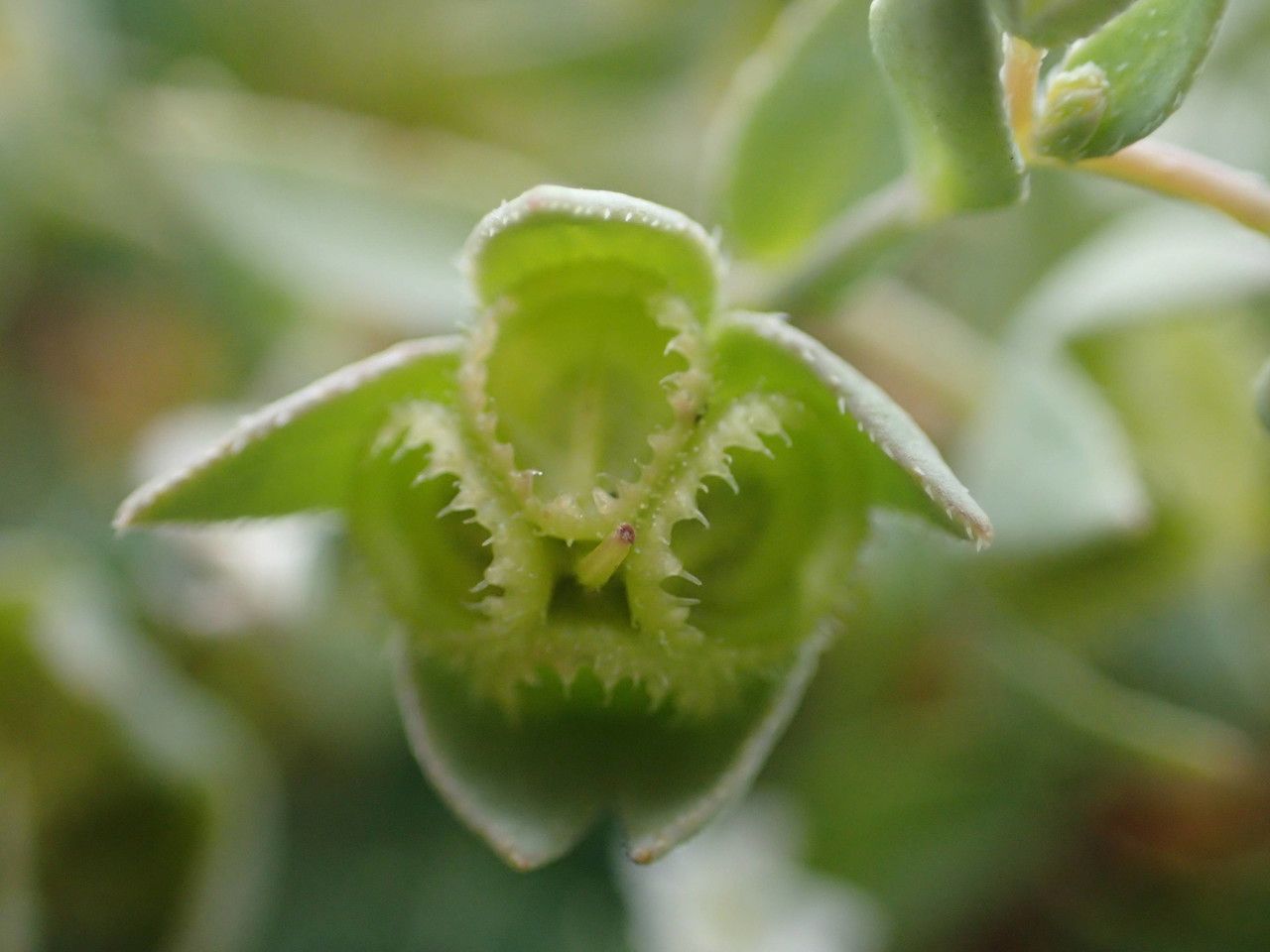 Omphalodes littoralis fruit