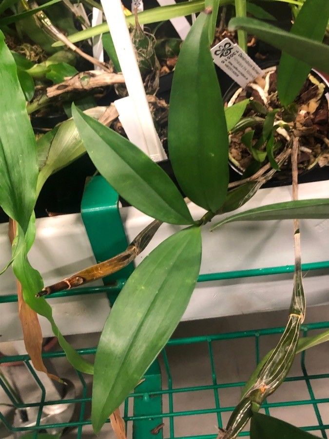 Dendrobium farmeri leaf